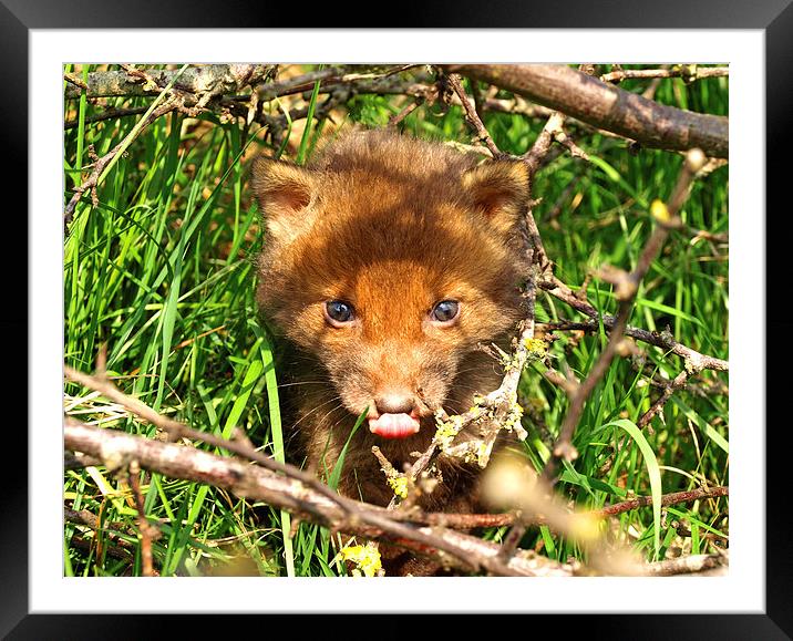 Friendly Fox Cub Framed Mounted Print by Edward Dyer