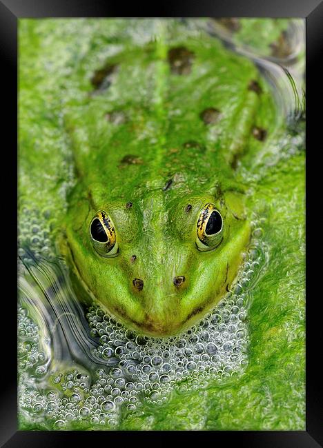 Green frog in pond Framed Print by Matthias Hauser