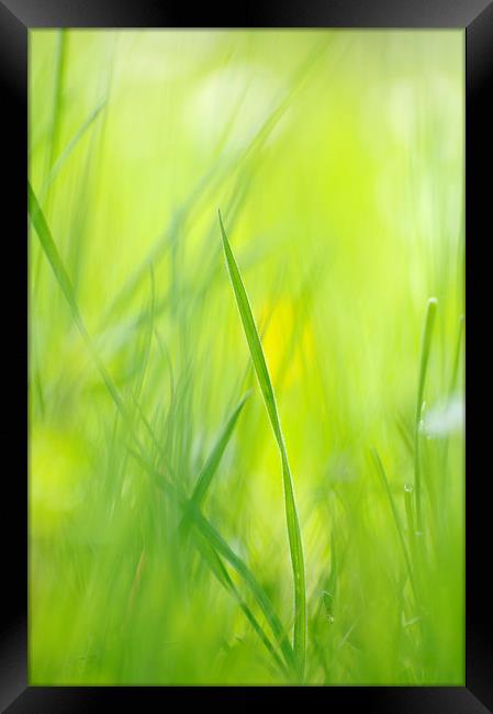 Green grass on spring meadow Framed Print by Matthias Hauser
