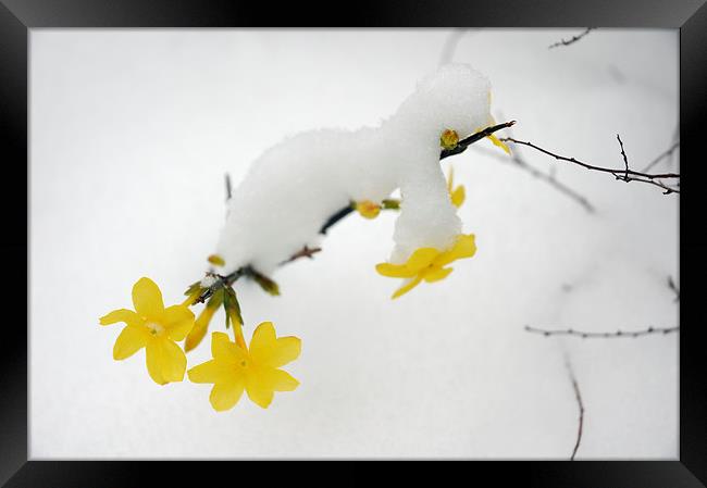 Yellow Winter Jasmine with snow Framed Print by Matthias Hauser