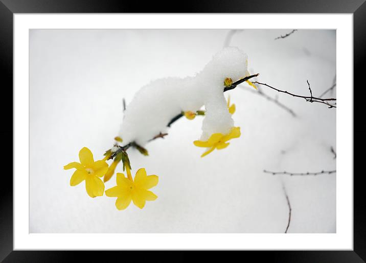 Yellow Winter Jasmine with snow Framed Mounted Print by Matthias Hauser