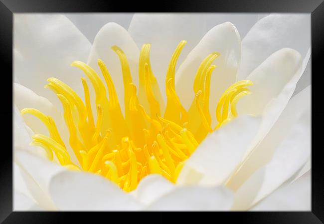 White and yellow Waterlily Framed Print by Matthias Hauser