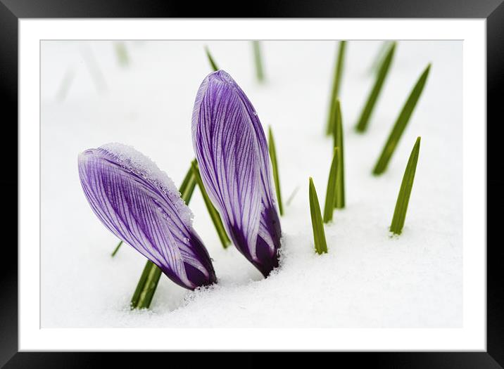 Crocus in spring with snow Framed Mounted Print by Matthias Hauser