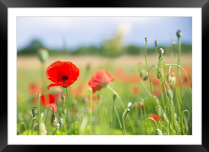 Flower meadow with red poppy Framed Mounted Print by Matthias Hauser