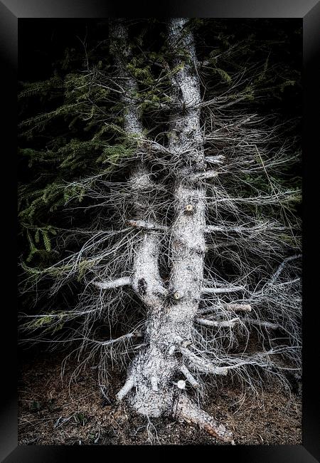 Eerie tree in dark forest Framed Print by Matthias Hauser