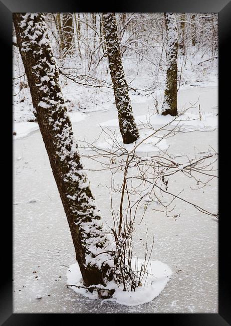 Snowy trees in frozen pond Framed Print by Matthias Hauser