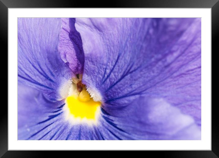 Purple and yellow pansy detail Framed Mounted Print by Matthias Hauser