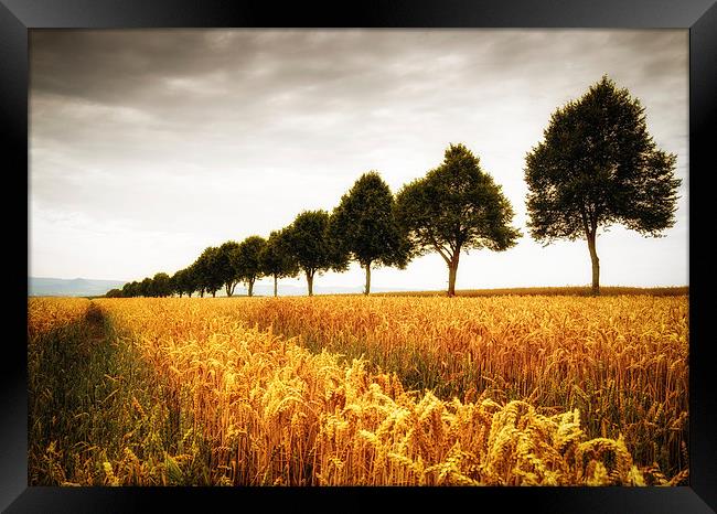 Golden cornfield and trees Framed Print by Matthias Hauser