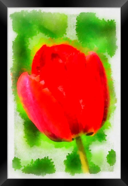 Red tulip aquarell painting Framed Print by Matthias Hauser