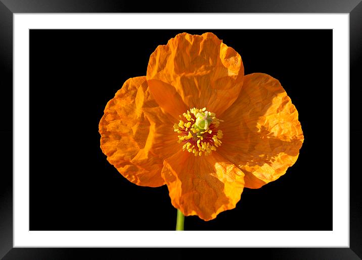 Orange poppy flower black background Framed Mounted Print by Matthias Hauser