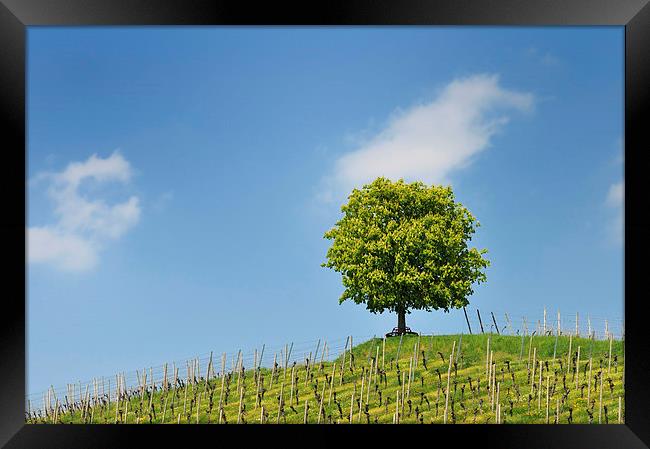 Green tree and blue sky Framed Print by Matthias Hauser