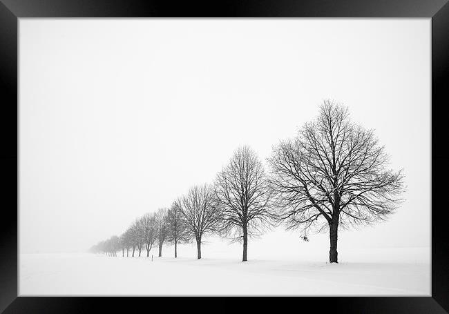 Row of trees in winter Framed Print by Matthias Hauser
