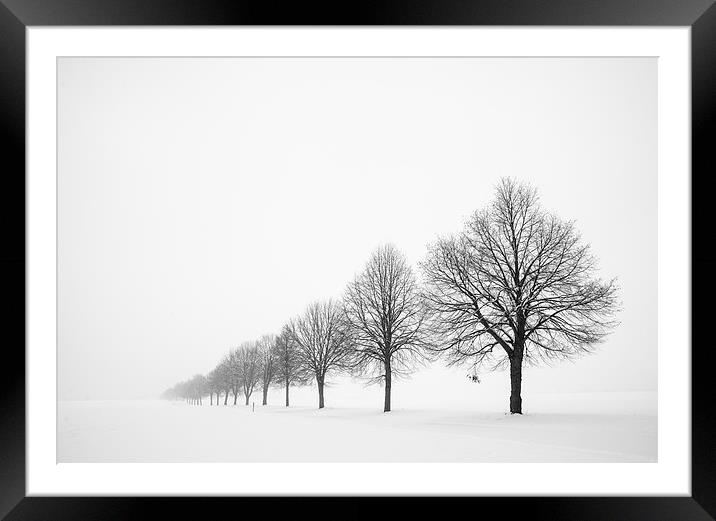 Row of trees in winter Framed Mounted Print by Matthias Hauser