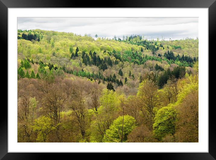 Shades of green - spring forest Framed Mounted Print by Matthias Hauser