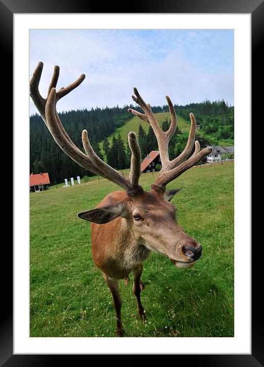 Deer with impressive antlers Framed Mounted Print by Matthias Hauser
