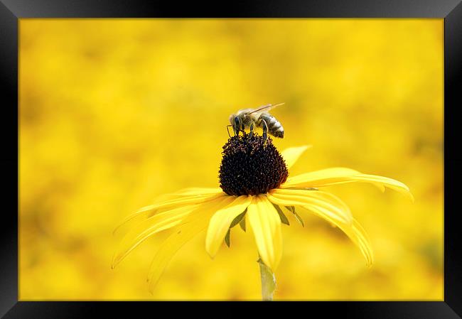 Yellow flower and a bee Framed Print by Matthias Hauser