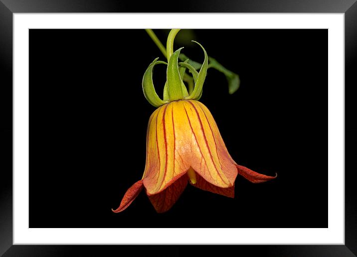 Orange Canary Island Bellflower Framed Mounted Print by Matthias Hauser