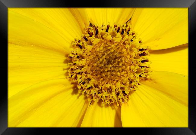 Yellow flower detail Framed Print by Matthias Hauser
