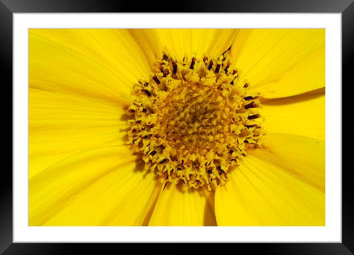 Yellow flower detail Framed Mounted Print by Matthias Hauser