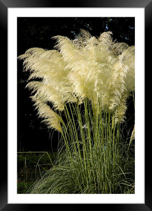  Pampas Grass Cortaderia selloana Framed Mounted Print by Matthias Hauser