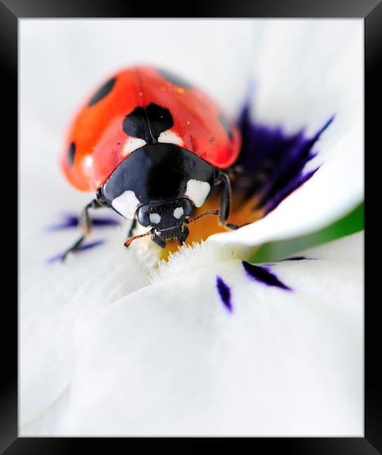 close up ladybird Framed Print by claire norman