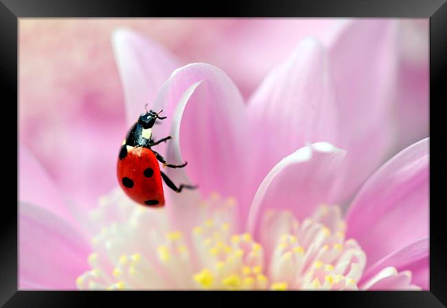 ladybird on pink flower Framed Print by claire norman