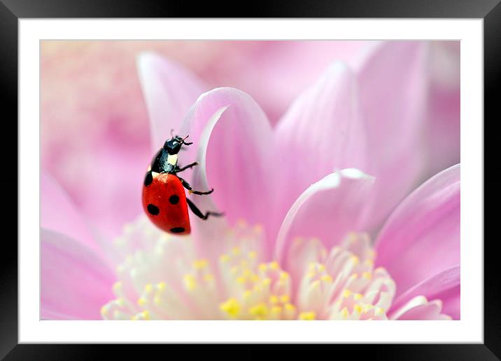 ladybird on pink flower Framed Mounted Print by claire norman