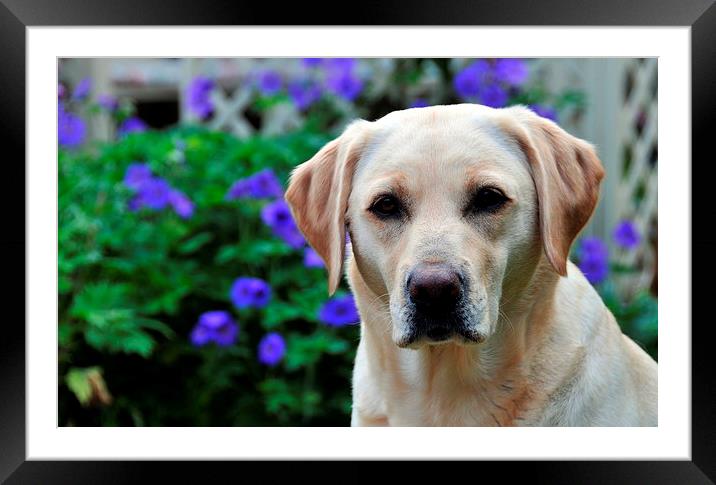 labrador in garden Framed Mounted Print by claire norman