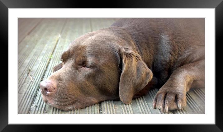 chocolate labrador sleeping Framed Mounted Print by claire norman