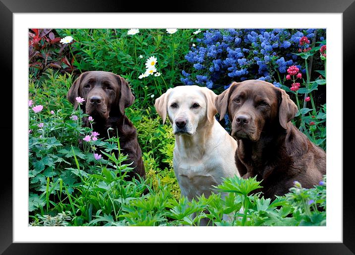 pretty garden and dogs Framed Mounted Print by claire norman
