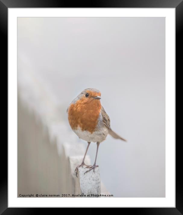 Robin in the snow Framed Mounted Print by claire norman