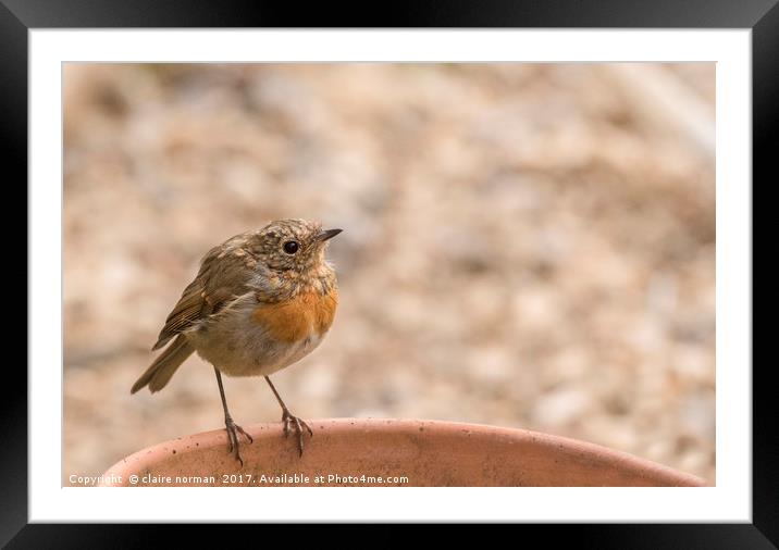 Baby robin Framed Mounted Print by claire norman