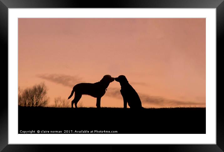 Labradors in love Framed Mounted Print by claire norman