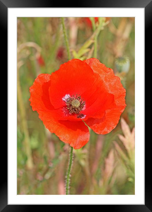 Poppy blowing in the breeze Framed Mounted Print by Tim  Senior