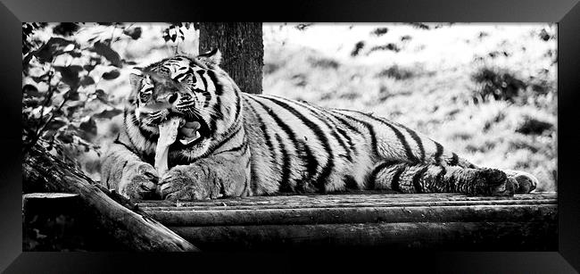 Tiger at Dinner Time Framed Print by Heather Wise