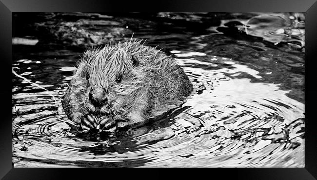 Bathing Beaver. Framed Print by Heather Wise
