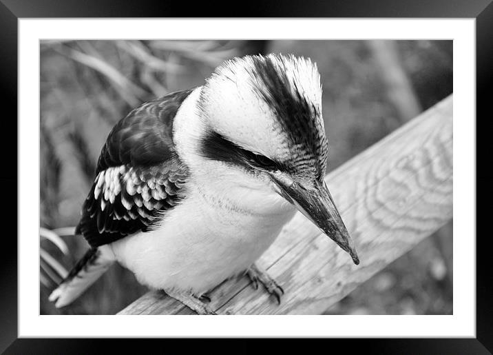 kookaburra Framed Mounted Print by Heather Wise