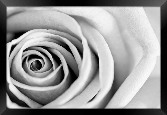 Black and White Rose in Bloom Framed Print by Heather Wise