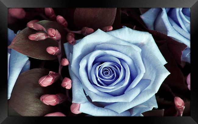 Blue and Purple Rose and Buds Framed Print by Heather Wise