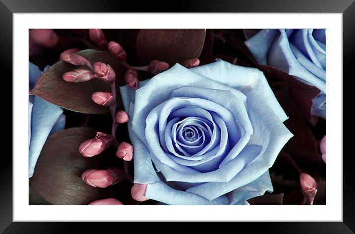 Blue and Purple Rose and Buds Framed Mounted Print by Heather Wise