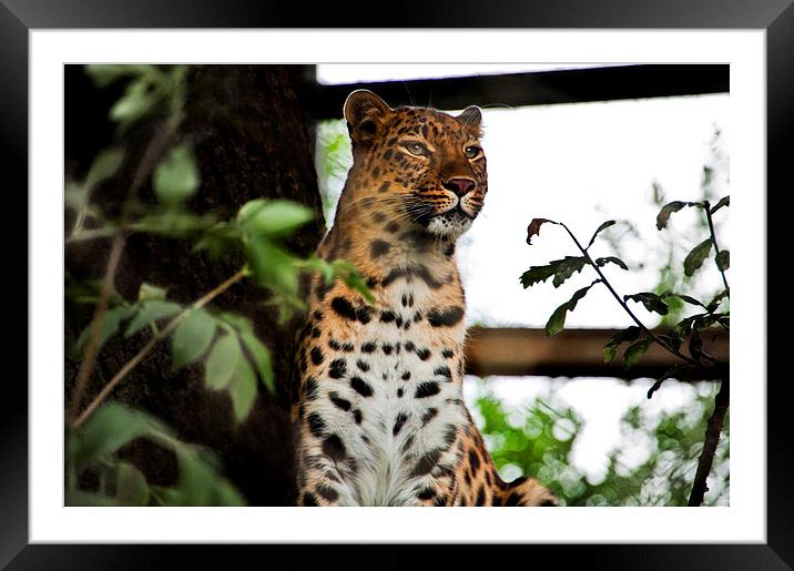 Female Leopard Framed Mounted Print by Heather Wise