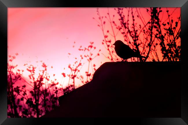 Bird in the Sunset Framed Print by Heather Wise