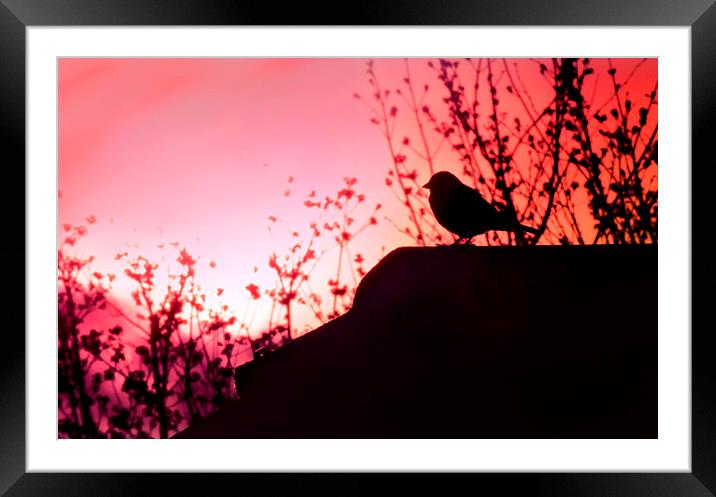 Bird in the Sunset Framed Mounted Print by Heather Wise