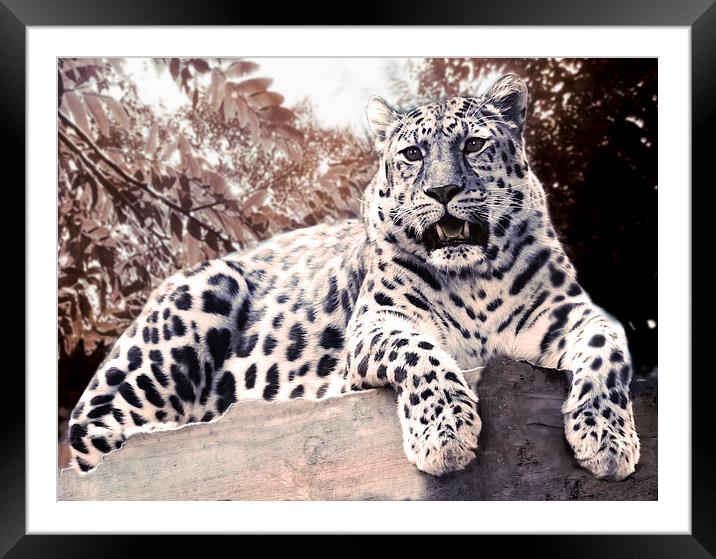 Male Leopard Colour Play Framed Mounted Print by Heather Wise