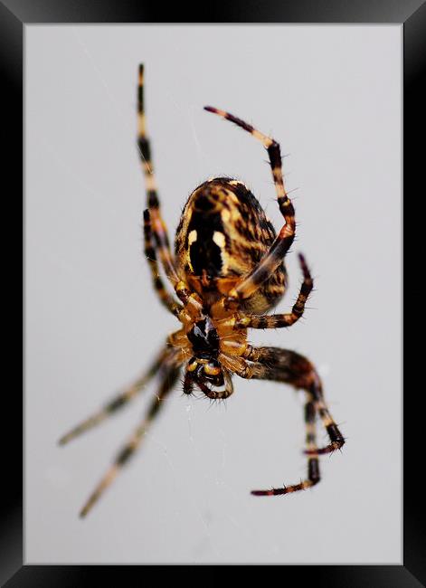 Spider Framed Print by Heather Wise