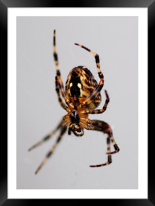 Spider Framed Mounted Print by Heather Wise
