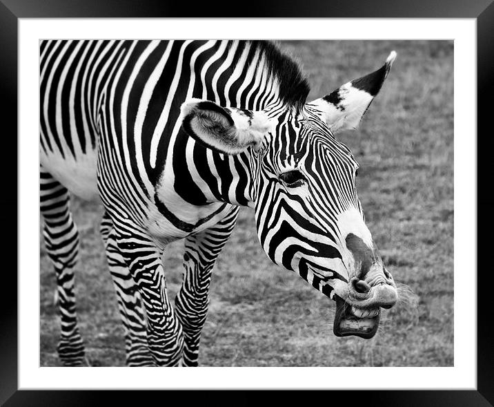 Laughing Zebra Framed Mounted Print by Heather Wise