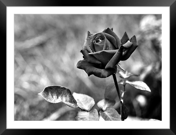Red Rose in Black and White Framed Mounted Print by Heather Wise
