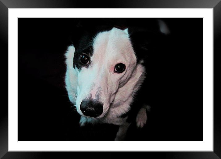 Border Collie Dog Framed Mounted Print by Heather Wise