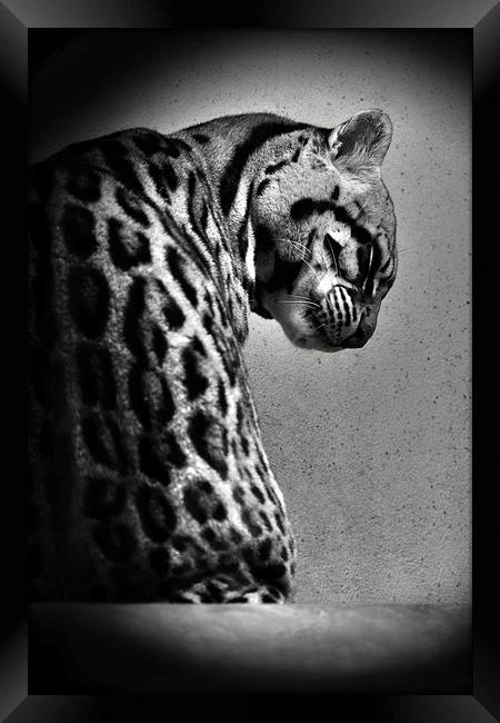 Ocelot Wild Cat in Black and White Framed Print by Heather Wise
